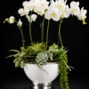 Tall white Phalaenopsis orchids rise like a quiet statement above a lush