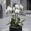 White orchids in a black round planter on a table