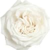 Close-up of a white rose bloom on a white background