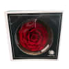 Beautifully preserved red rose!