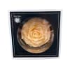 Beautifully preserved cream colored rose!