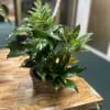 An assortment of plants combined in a mini basket to create the