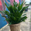 8 in Dracaena plant placed in a wicker basket and dressed with