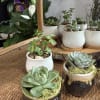 Add a little greenery to your day! Our mini succulent in a