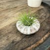 A compact coastal accent that whispers seaside calm - Floating Green Beauty