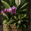 A cluster of purple Phalaenopsis orchids rises like a jewel amid a