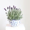 Bring timeless elegance to any space with this Potted Spanish Lavender, featuring