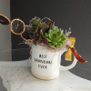 Precious succulent arrangement in a mug with a dried orange accent