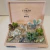 It is time for our annual cigar boxes planted with cactus and