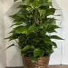 Golden Pothos Plant in a 8 inch basket.