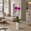 A luxury Single Purple Phalaenopsis orchid designed for gifting with a Vase