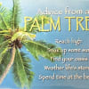Advice from a palm tree. Reach high. Soak up some sun. Find