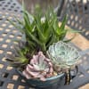 For the plant lover who values simplicity. This 10-inch low bowl features