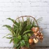 Basket of assorted green houseplants with a plaid ribbon bow