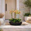 Potted orchid arrangement in a low black bowl on a porch