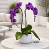 A luxury Double Purple Phalaenopsis orchid Arrangement designed for gifting with a