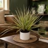 Bring lasting beauty, color, and natural elegance to any home or office