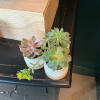This junior succulent set a calm, modern gift perfect for a housewarming