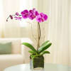 Pet Friendly?
Yes. Phalaenopsis Orchids are generally considered non-toxic to cats and dogs