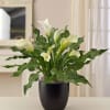  Pet Friendly?
No Calla lilies contain insoluble calcium oxalates which are toxic
