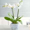Pet Friendly?
Yes Phalaenopsis orchids are generally considered non-toxic to cats and dogs