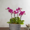  Pet Friendly?
Yes Phalaenopsis orchids are non-toxic to cats and dogs according