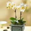 Pet Friendly?
Yes. Phalaenopsis Orchids are generally considered non-toxic to cats and dogs