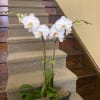 Double plant orchid garden -specific holder may vary upon availability, exact plant