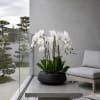 A luxury Nine White Phalaenopsis orchid Arrangement designed for gifting with a