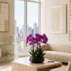 A luxury Nine Purple Phalaenopsis orchid Arrangement designed for gifting with a