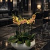 Potted orchid arrangement in a white bowl planter