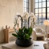 A luxury Ten White Phalaenopsis orchid Arrangement designed for gifting with a
