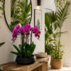 A luxury Ten Purple Phalaenopsis orchid Arrangement designed for gifting with a