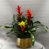 Three Bromeliad Plants in a gold container.  10"pot
