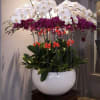 Experience timeless elegance with our Royal Orchid Symphony, featuring a stunning blend