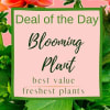 Let our Designers pick the perfect, in season, blooming plant for your