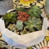 The geometrically shaped glazed white container is a wonderfully unique container for