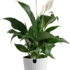 Broad, glossy dark-green leaves frame elegant white spathes in this Peace Lily