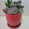 A red container with an attached saucer is planted with hardy succulents.