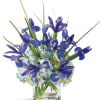 The Wondrous Iris and Hydrangea Bouquet is a striking presentation of stately