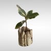 Natural Wood Plant Pot Cover
5 1/2 in. H x 5 1/2 in.