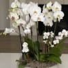 White orchids arranged in a shallow white planter
