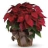  Pet Friendly?
NO . While often rumored to be deadly, Poinsettias are
