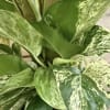 6" plant in the Pothos family growing up a totem pole. 