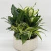Beautiful mix of Green Plants. Perfect for in home easy care plant