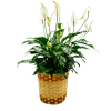 A 8" Peace Lily in a basket.  Basket may vary based