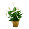 A 6" Peace Lily in a basket.  Basket may vary based
