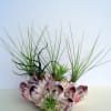 Barnacle with Airplants. Perfect addition to coastal living.