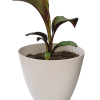 Deep burgundy and olive-green foliage makes this potted plant an immediate focal