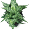 Aloe 'Snowstorm' brings sculptural, low-maintenance charm to any room-perfect as a housewarming
